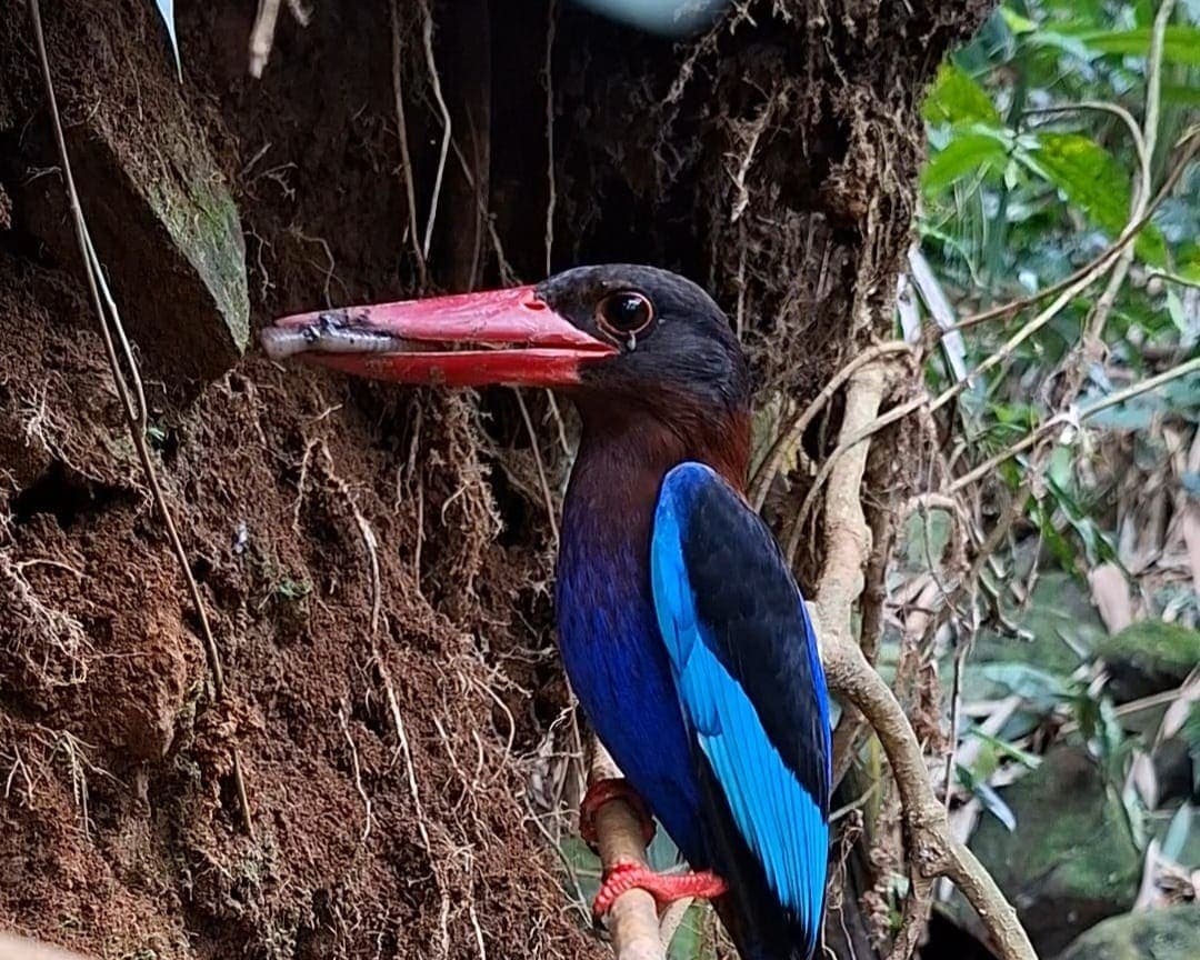 Javan Kingfisher
