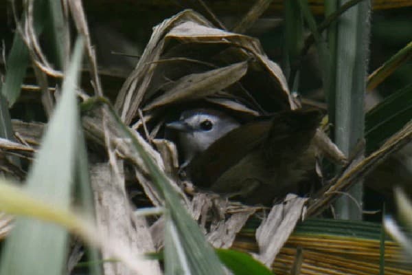 Showcase image 7