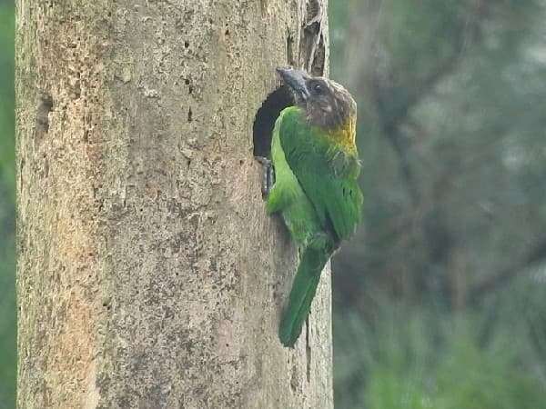 Brown-throated Barbet