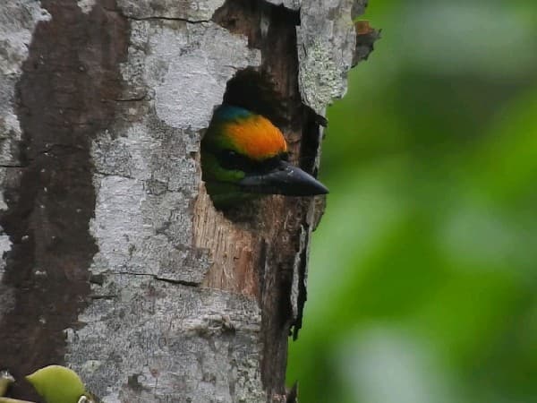 Flame-fronted Barbet