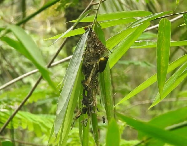 Olive-backed Sunbird