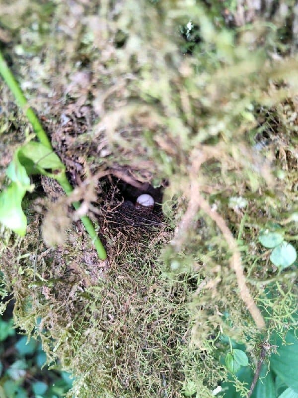 Pygmy Cupwing