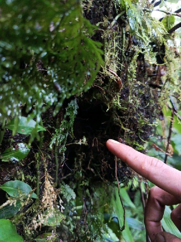 Pygmy Cupwing